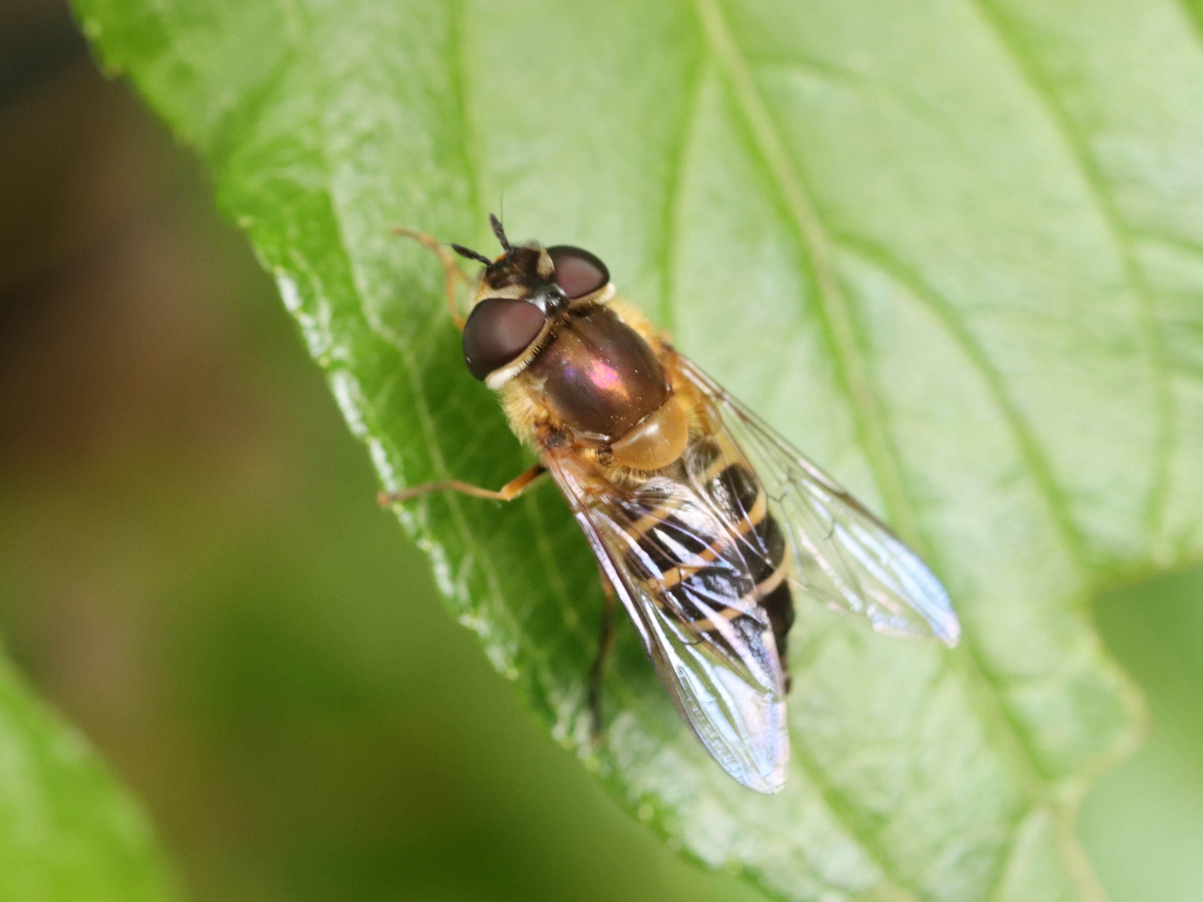 ウスグロオビヒラタアブ